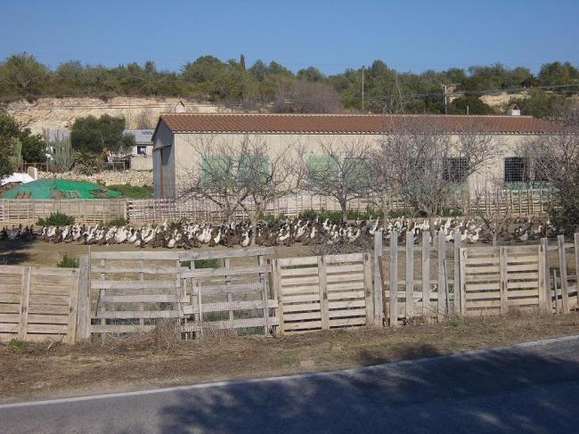 comunidad de patos