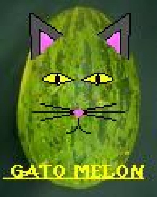 El increible Gato-Melón!!!