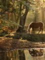 Los asesinatos de New Forest